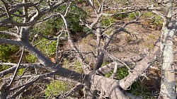 L’île secrète : haut du baobab temple