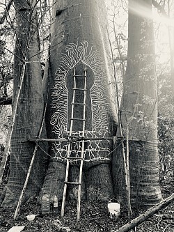 L’île secrète : bas du baobab temple