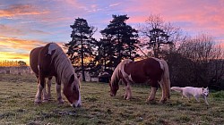 chevaux demi trait de Mariâm