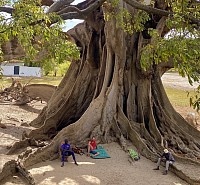 site internet arbre monde